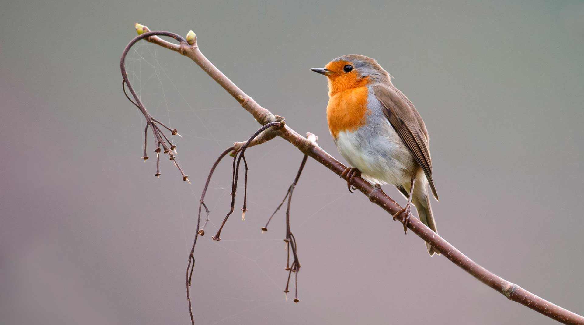 Робин перелетная птица