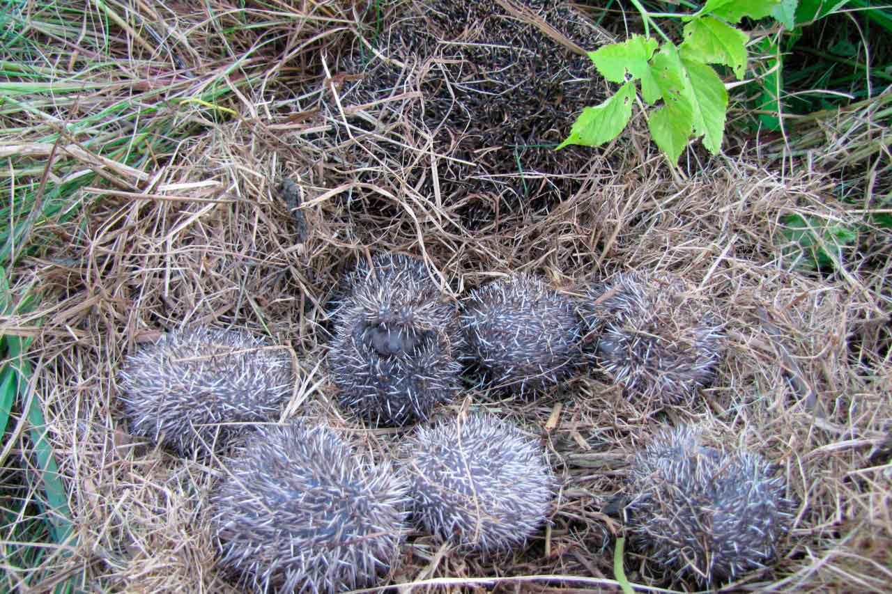 Детеныши ежа