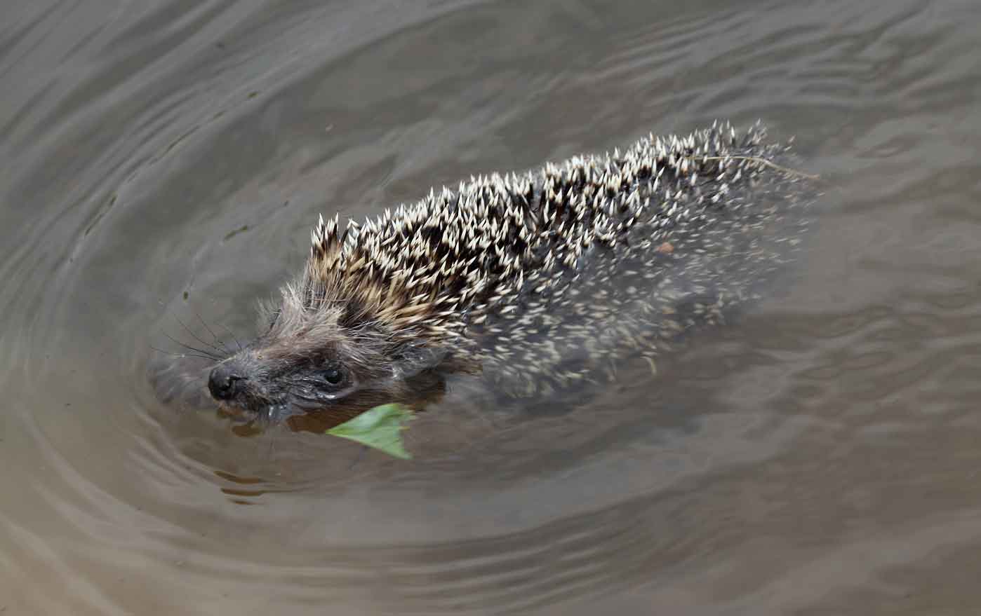 Ежи умеют плавать