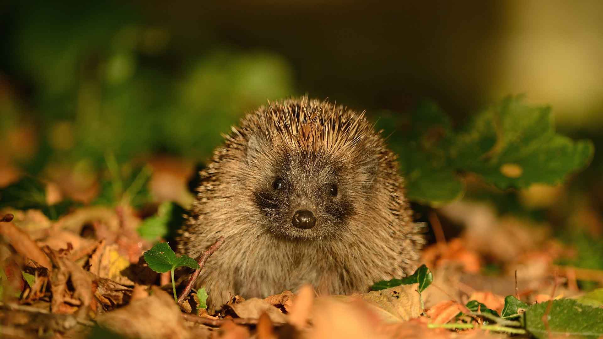 Где обитает еж