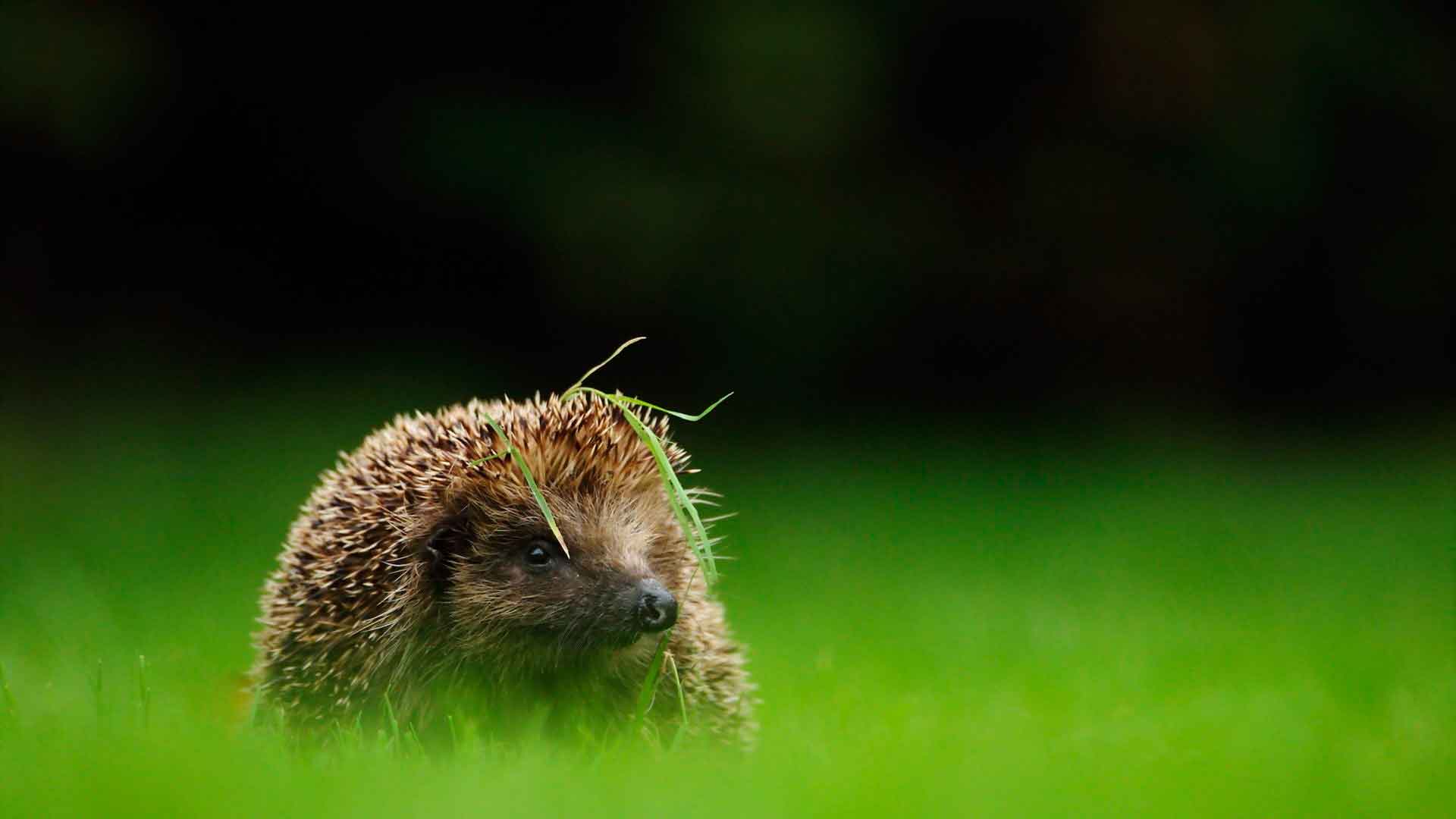 Где живет еж