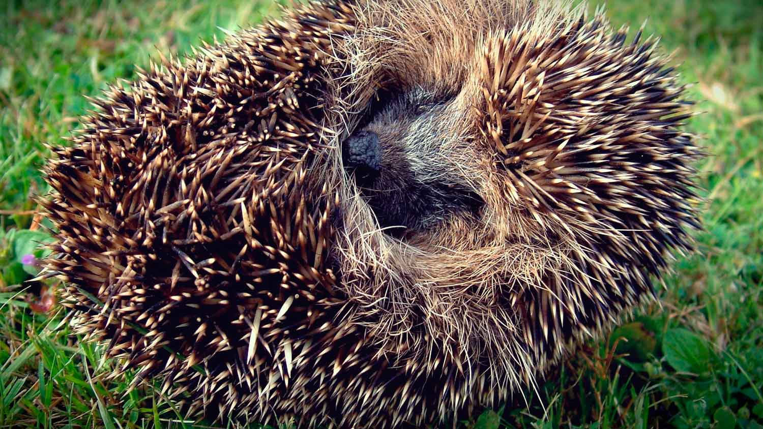 Для чего ежу иголки