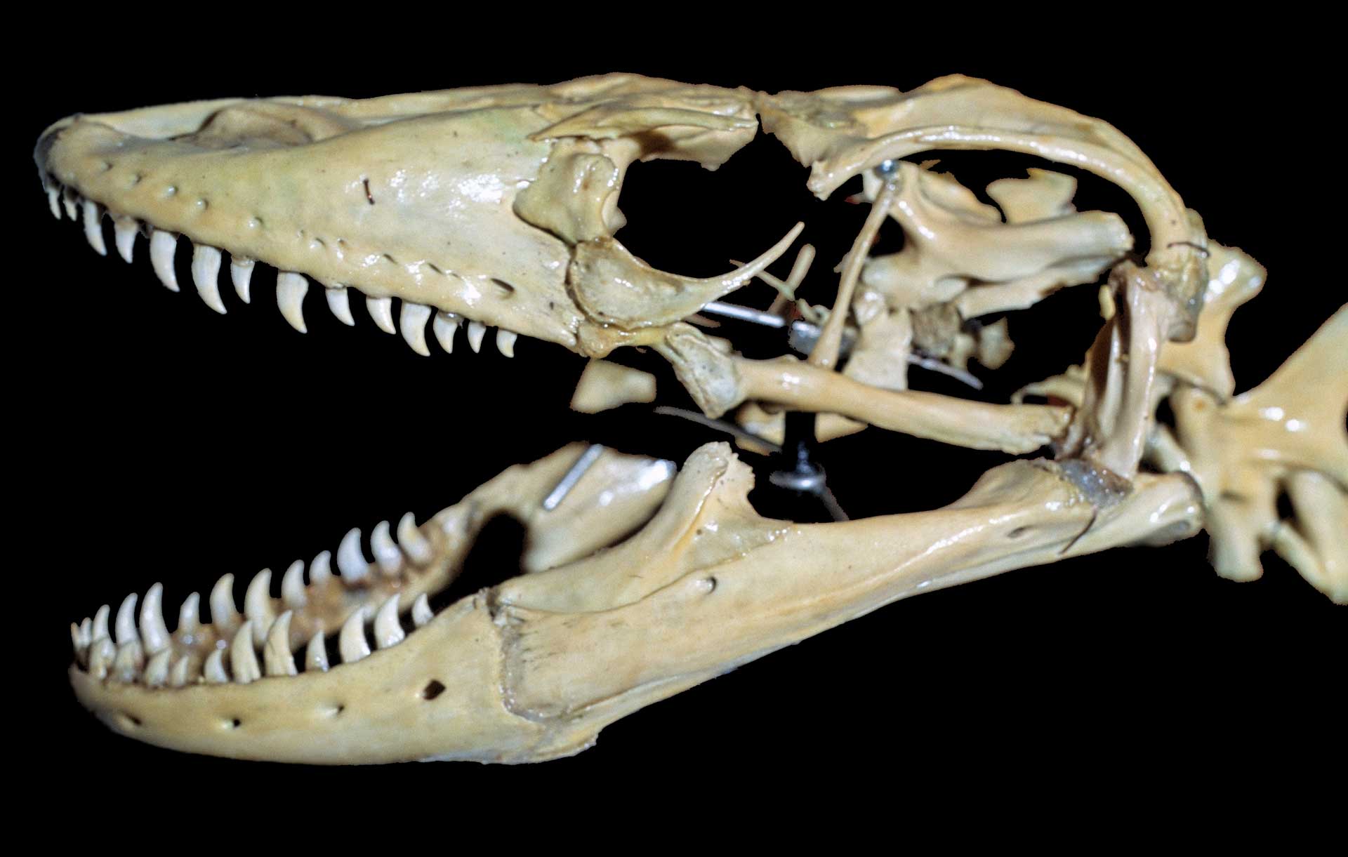 Череп дракона Комодо