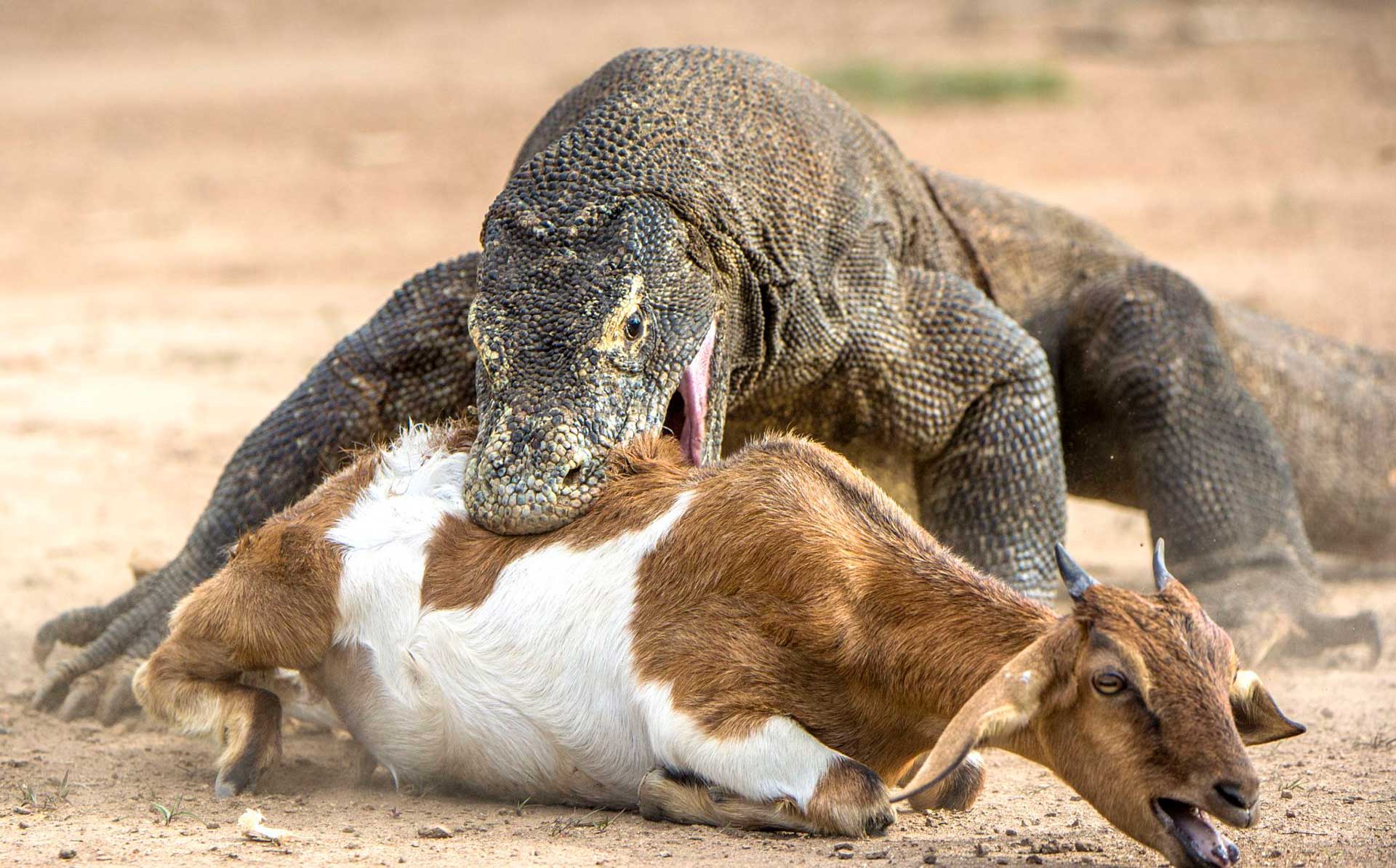 Яд дракона Комодо