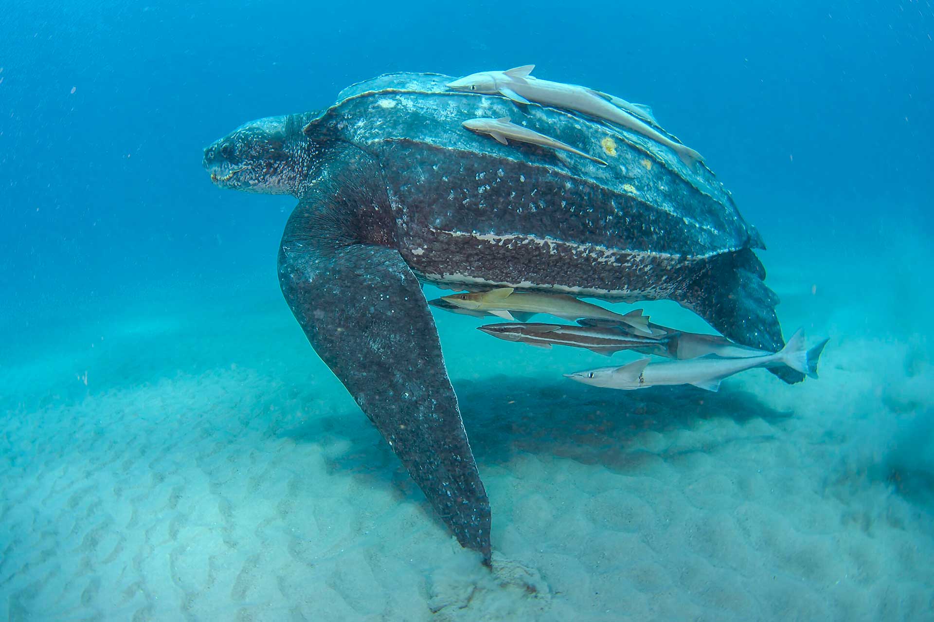 Кожистая черепаха живет в океанах