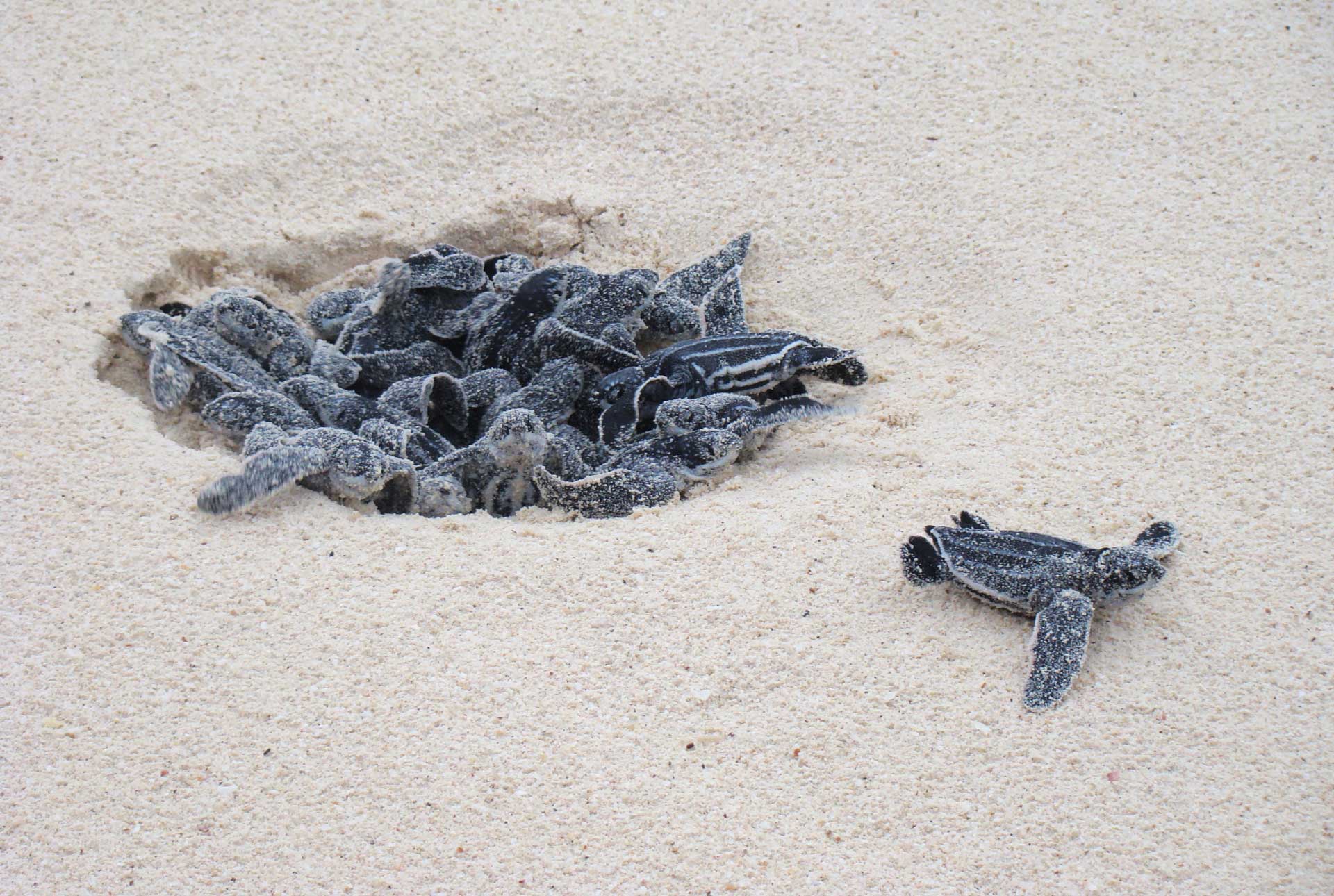 Вылупление кожистых черепах