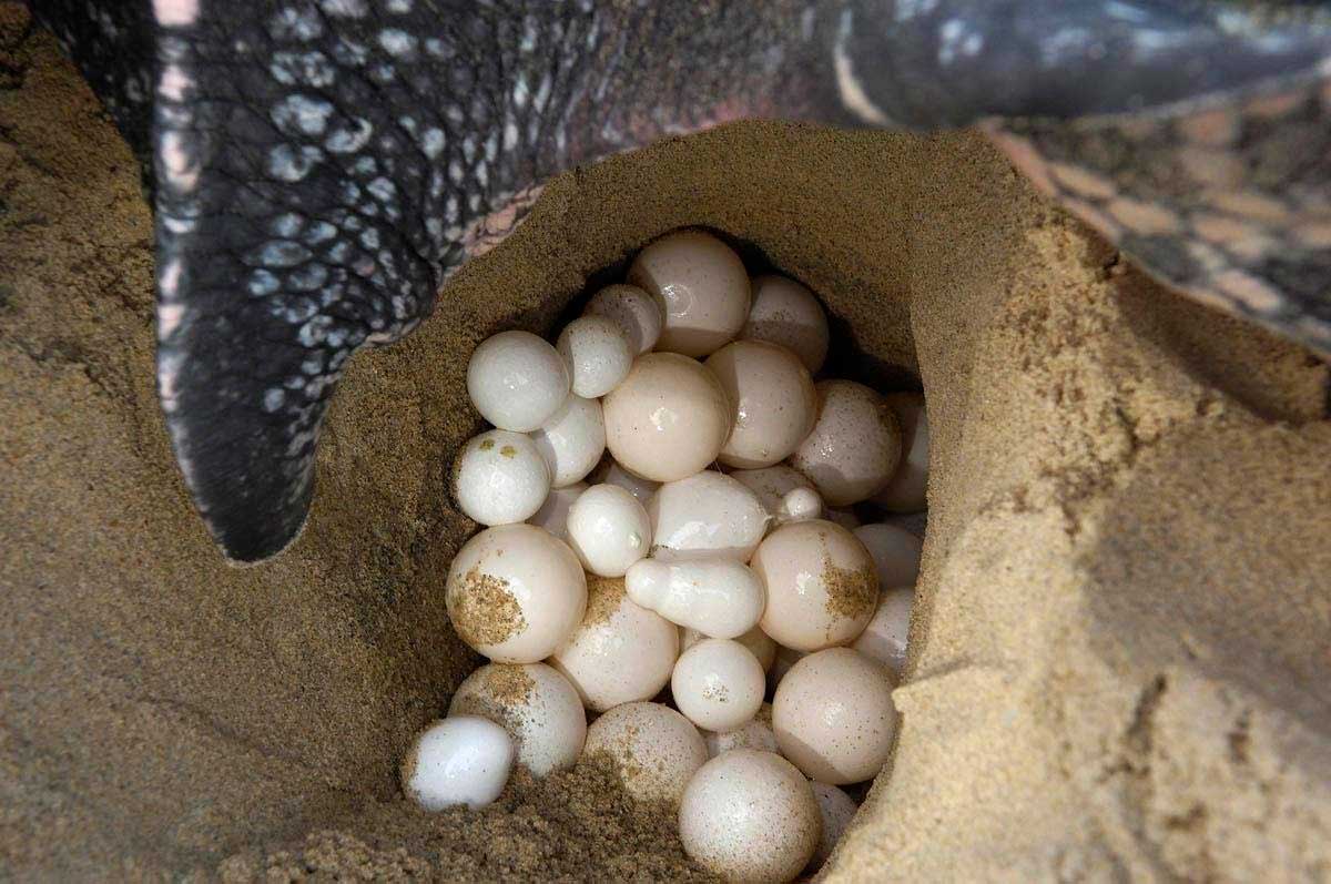 Яйца кожистой черепахи