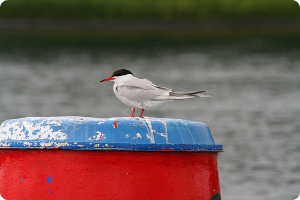 Обыкновенная, или речная крачка (лат. Sterna hirundo)