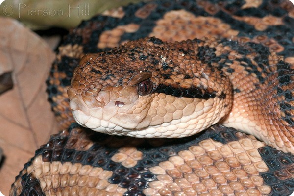 Бушмастер (лат. Lachesis muta) Бушмастер (лат. Lachesis muta)