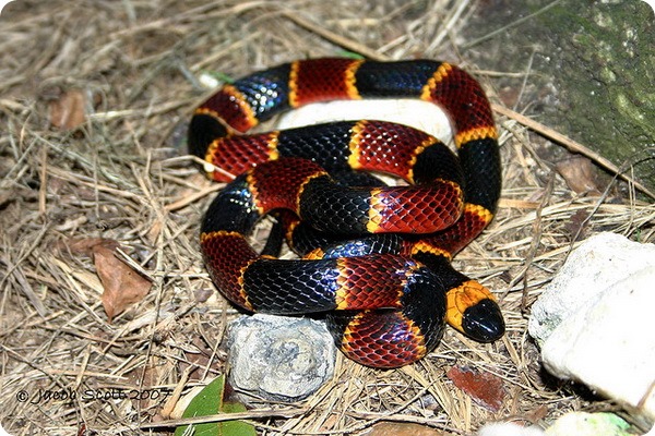 Арлекин, или осина восточная (лат. Micrurus fulvius) Арлекин, или осина восточная (лат. Micrurus fulvius)