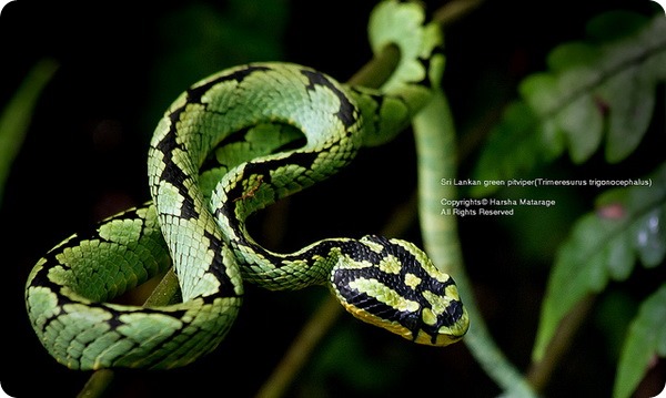 Цейлонская куфия (лат. Trimeresurus trigonocephalus) Цейлонская куфия (лат. Trimeresurus trigonocephalus)