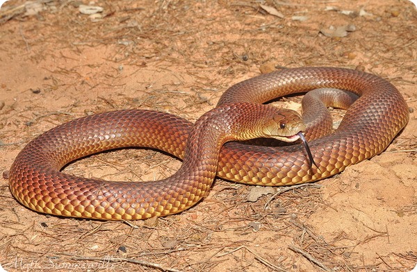 Король бурый, или мульга (лат. Pseudechis australis) Король бурый, или мульга (лат. Pseudechis australis)