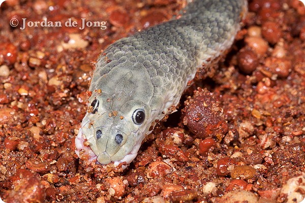 Энгидрина носатая (лат. Enhydrina schistosa) Энгидрина носатая (лат. Enhydrina schistosa)