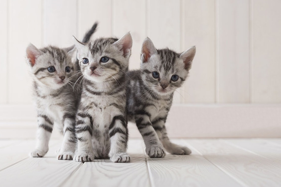 Котята Котята