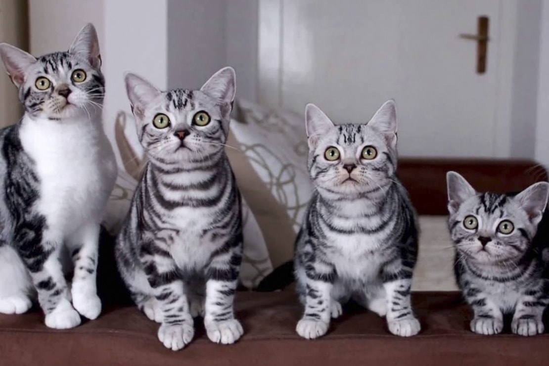 Фото котят-1 Фото котят-1