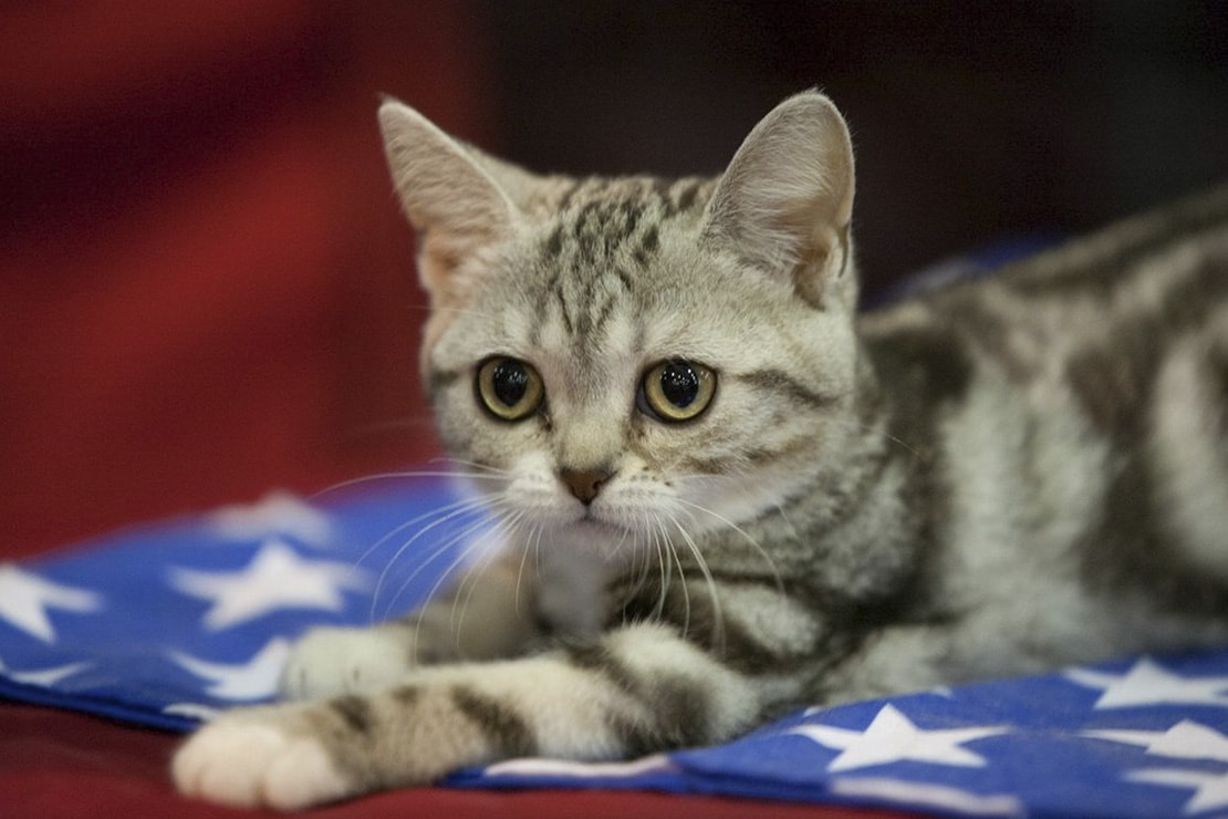 Фото котят-2 Фото котят-2