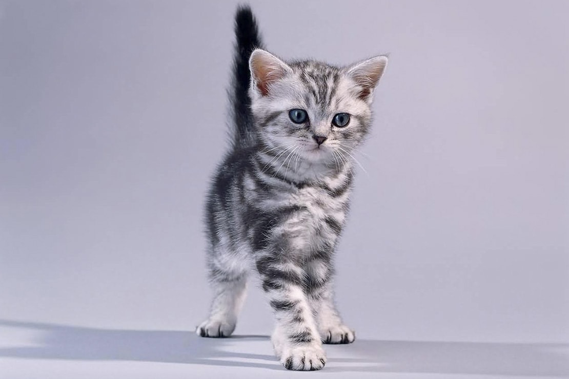 Фото котят-4 Фото котят-4