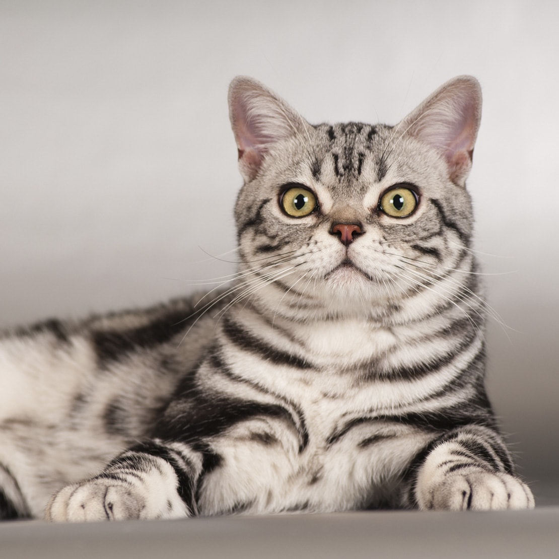 Чем кормить американских короткошерстных кошек