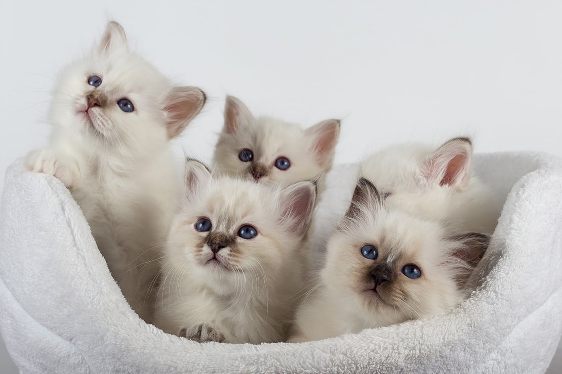 Фото котят бирманской кошки -1 Фото котят бирманской кошки -1