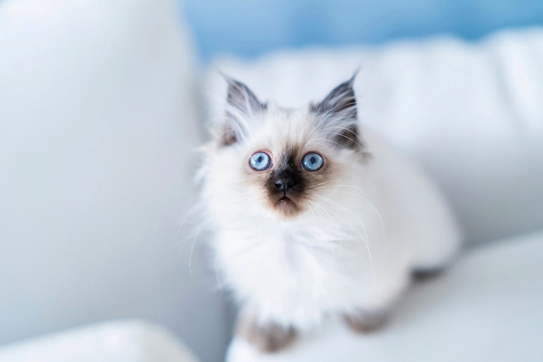 Фото котят бирманской кошки -2 Фото котят бирманской кошки -2