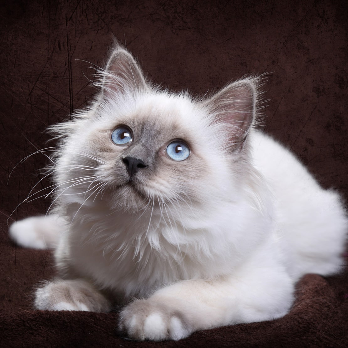 Чем кормить бирманскую кошку Чем кормить бирманскую кошку