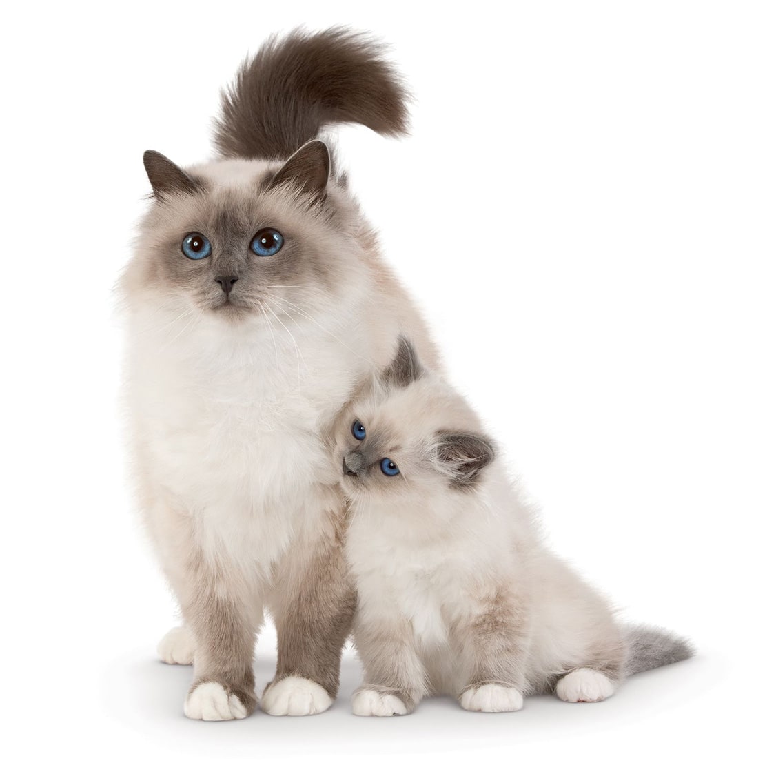 Уход за бирманской кошкой Уход за бирманской кошкой