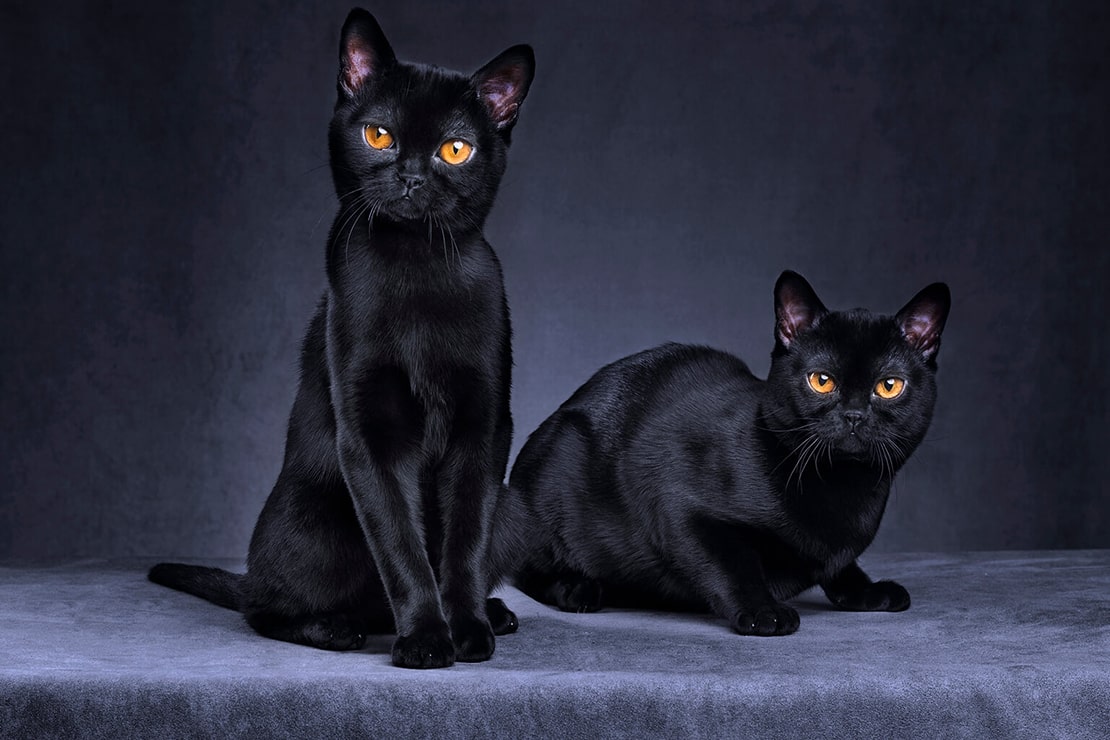 Фотографии бомбейских кошек-1