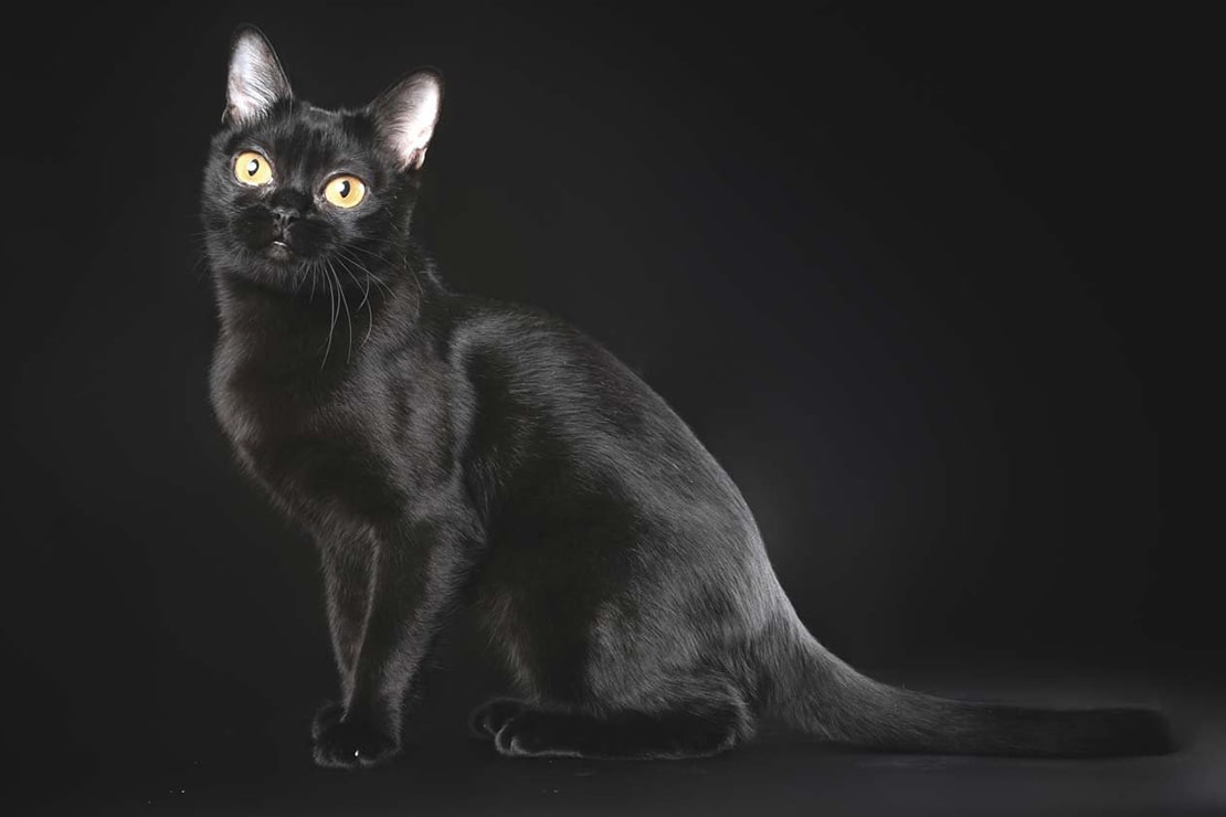 Фотографии бомбейских кошек-2