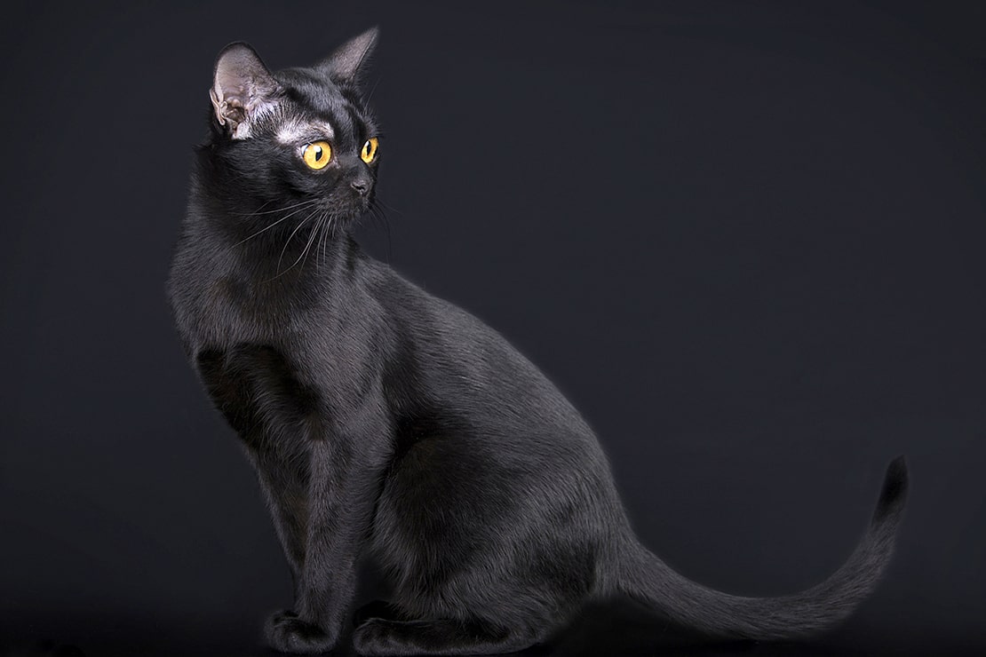 Фотографии бомбейских кошек-4