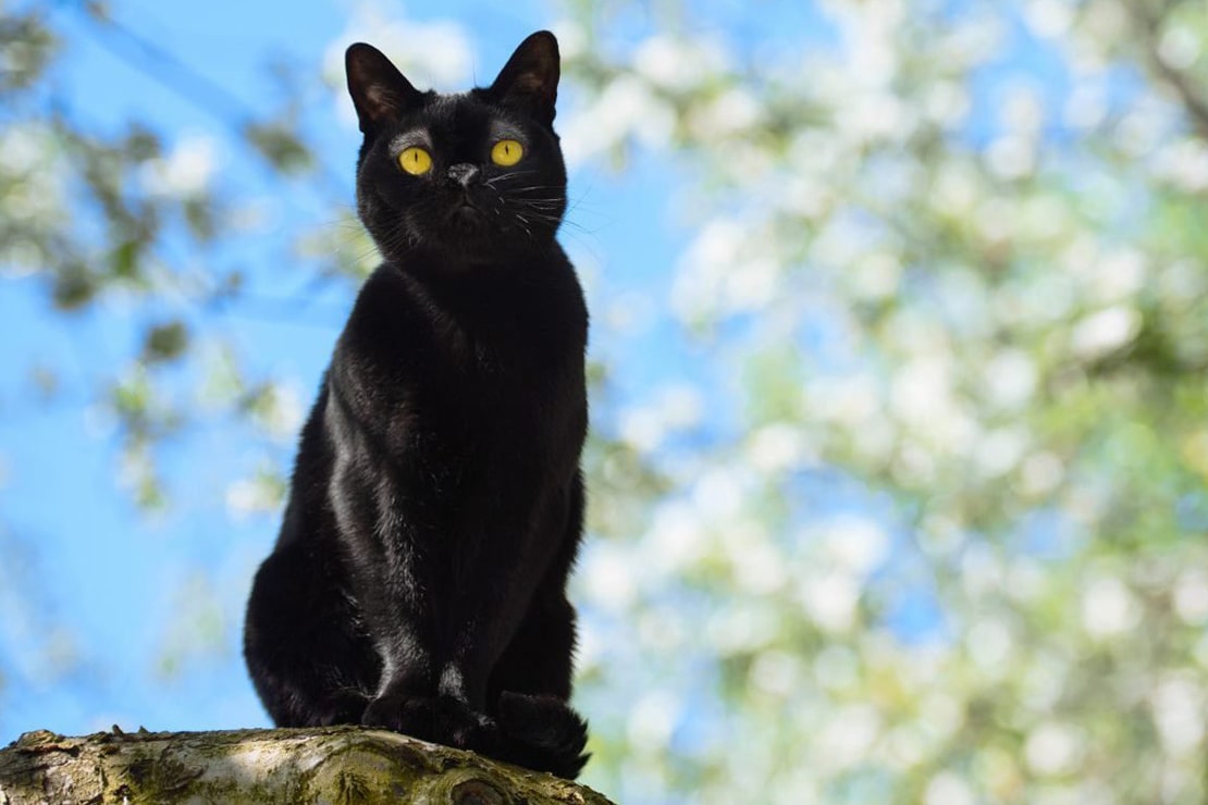 Фотографии бомбейских кошек-3