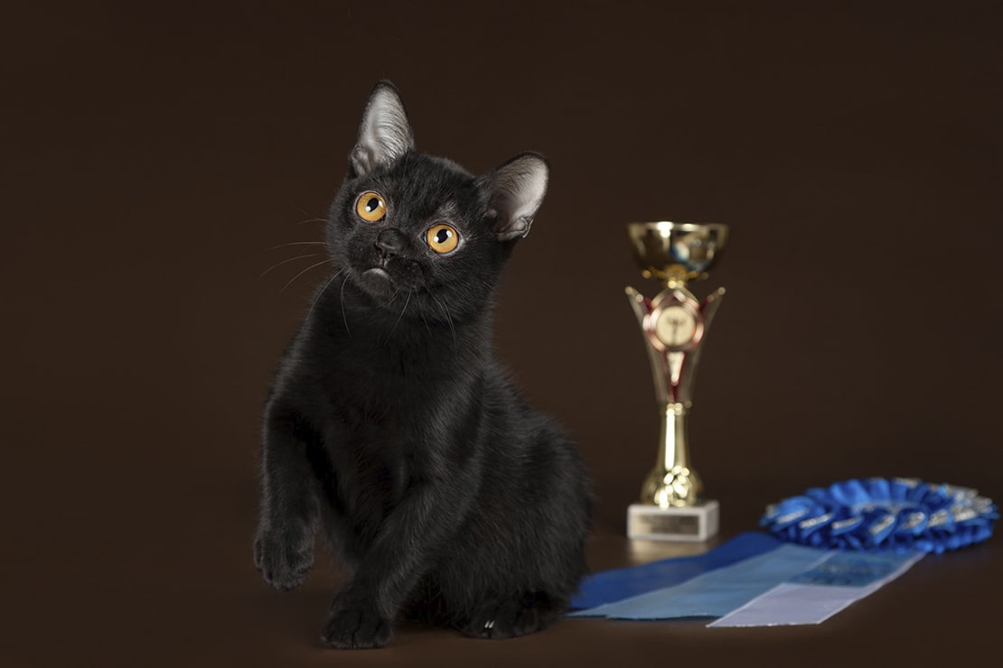 Фото котят-1