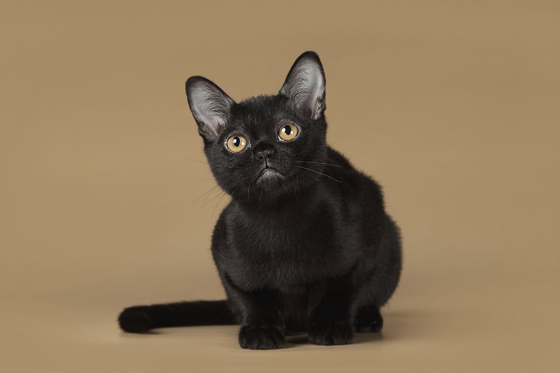 Фото котят-4