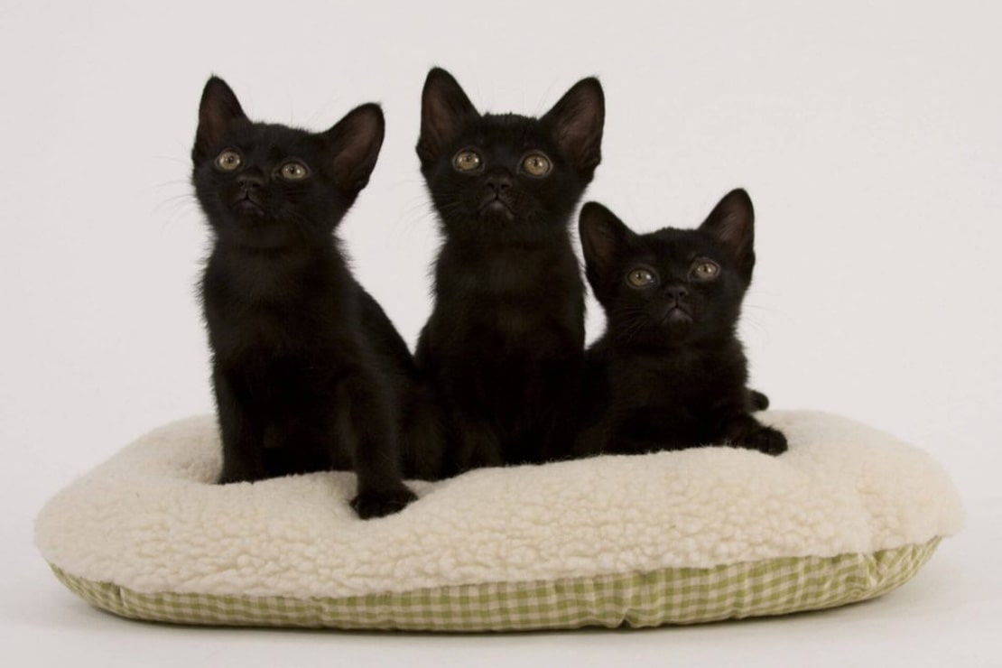 Фото котят-2