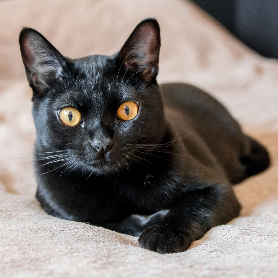 Чем кормить бомбейских кошек?