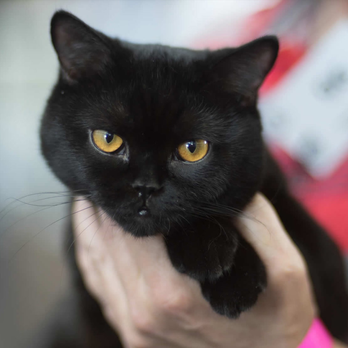 Уход за бомбейскими кошками