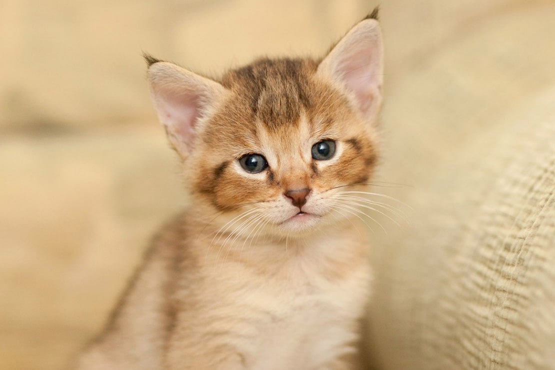 Фото котят-2 Фото котят-2