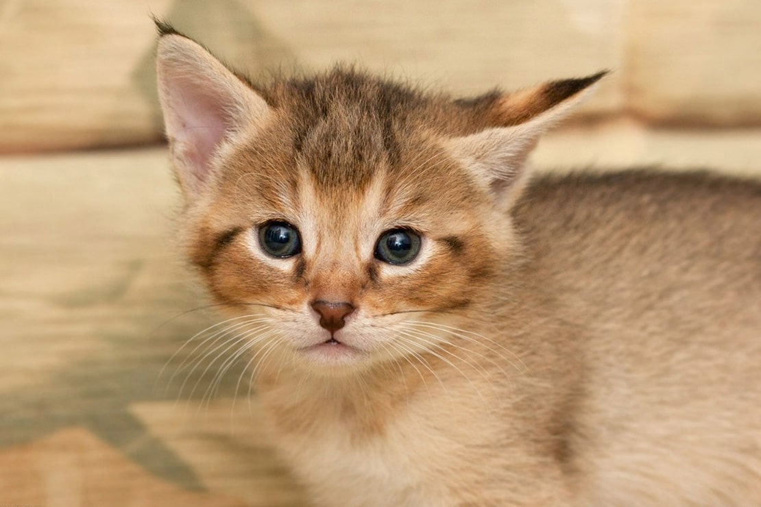 Фото котят-4 Фото котят-4