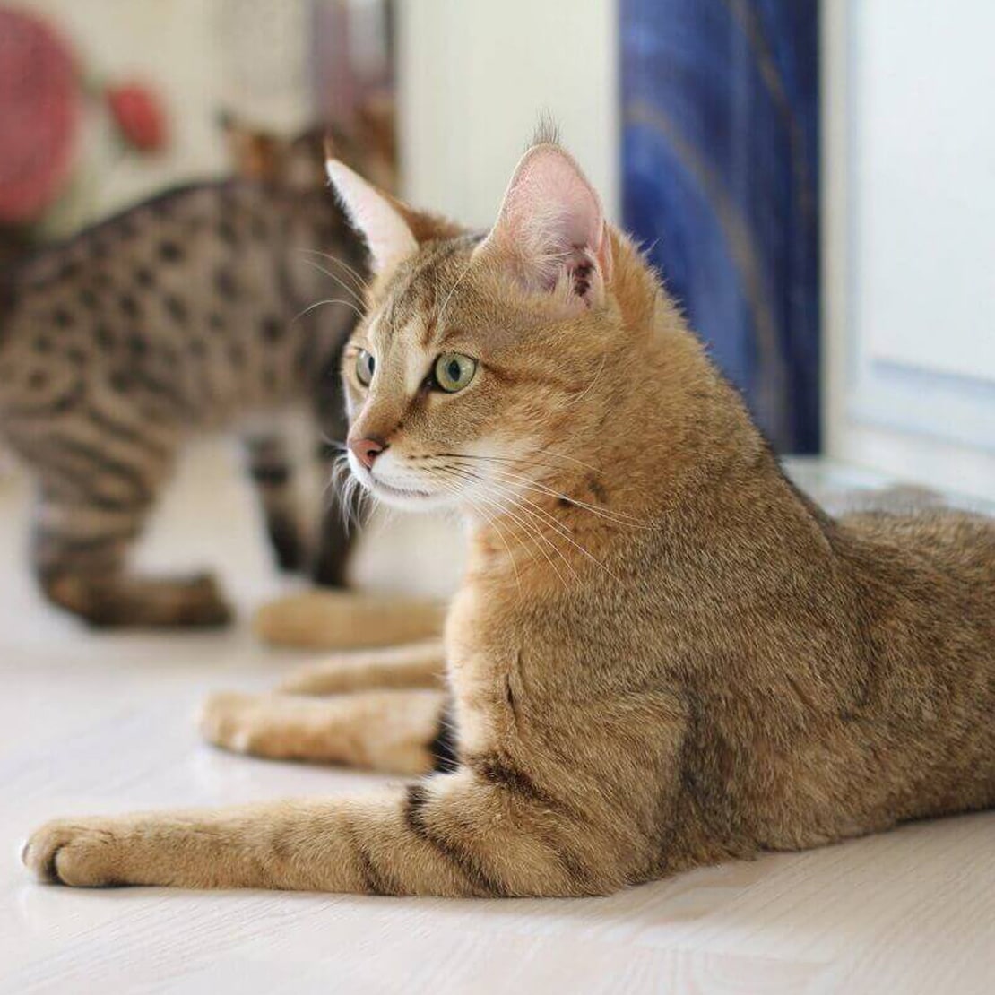 Уход за кошками чаузи Уход за кошками чаузи