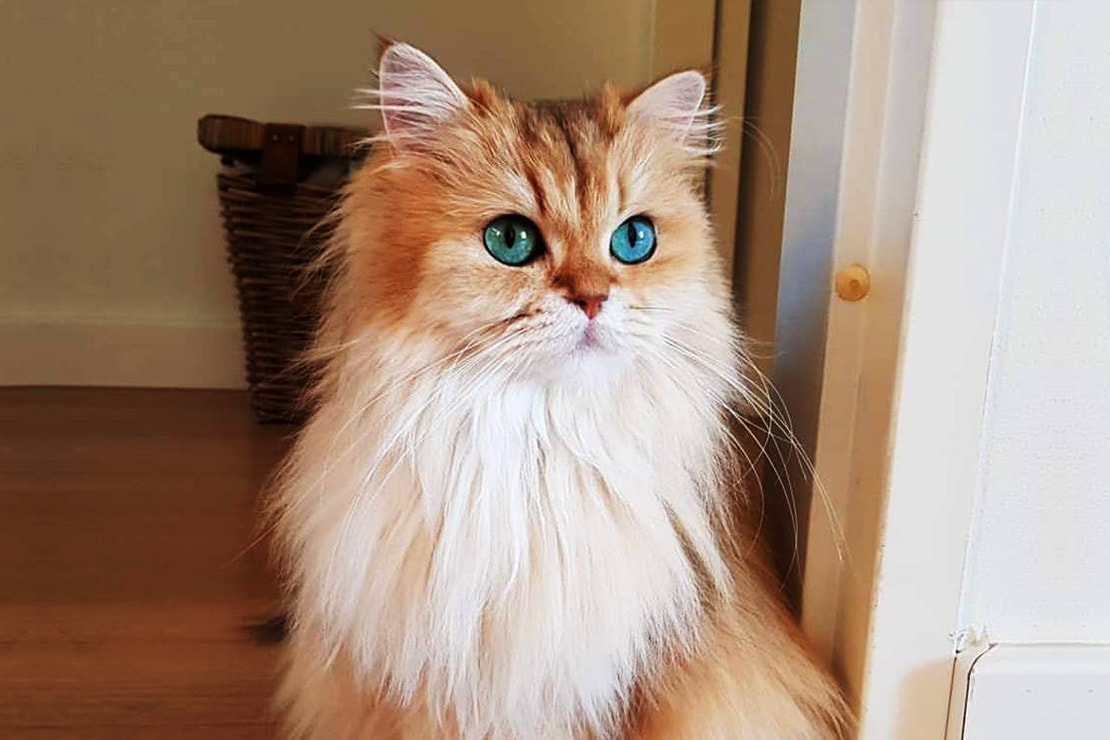 Описание кошек манчкин-1