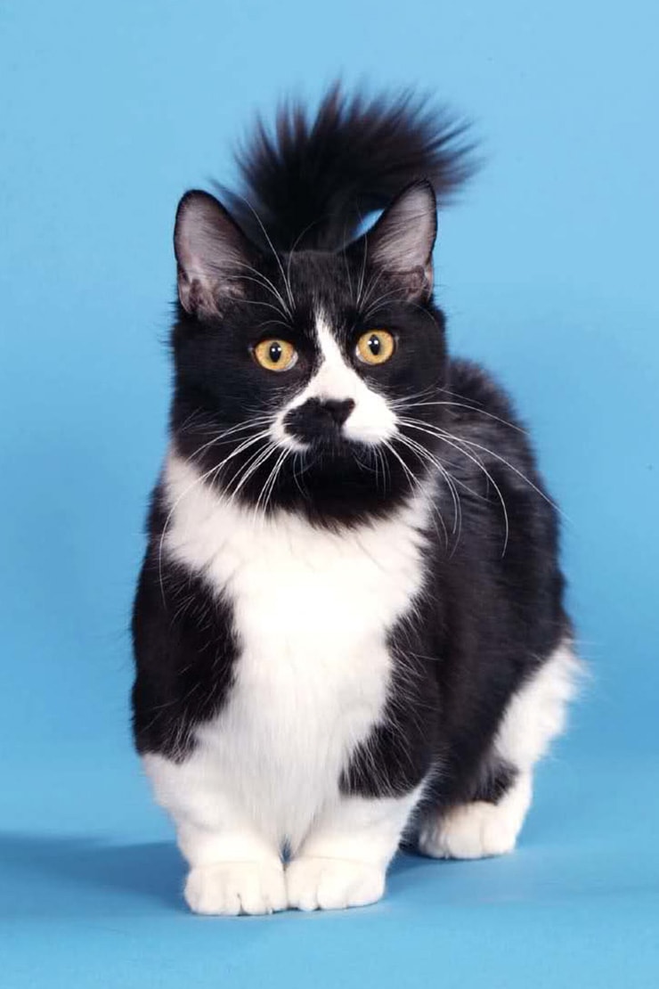 Описание кошек манчкин-2