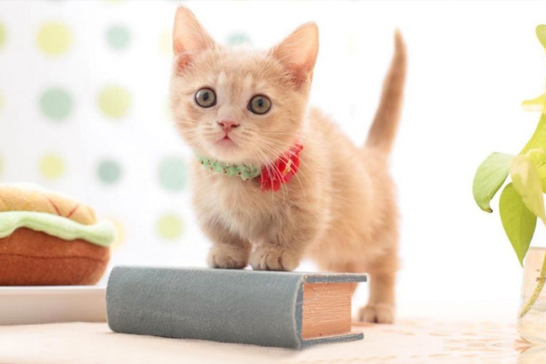 Фото котят манчкина-1