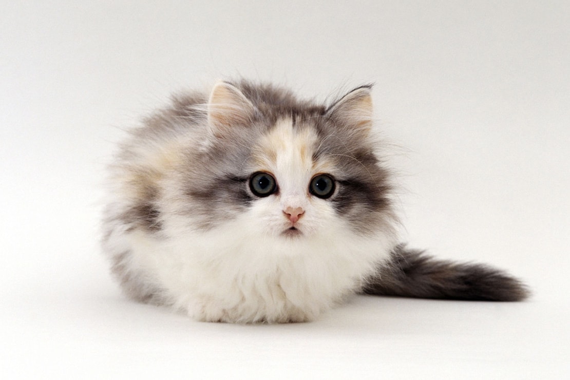 Фото котят манчкина-2