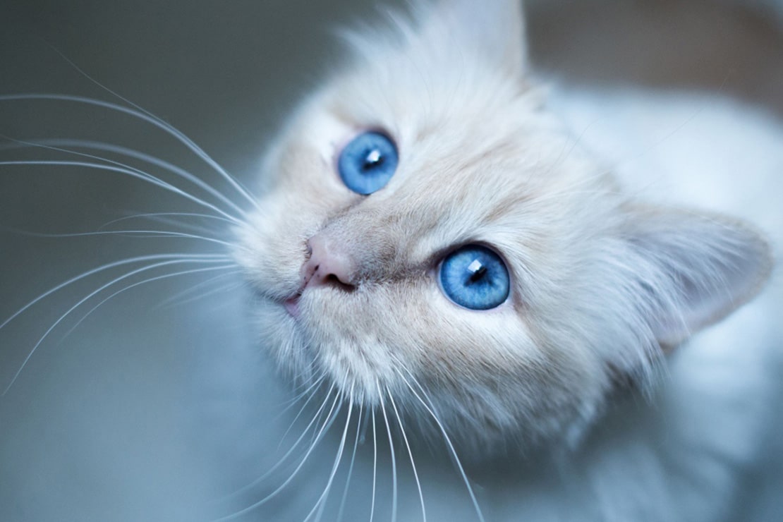 Описание породы эльф-1 Описание породы эльф-1