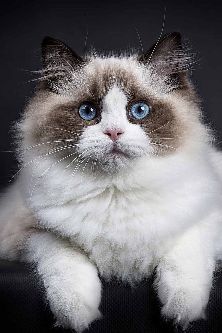 Описание породы эльф-2 Описание породы эльф-2