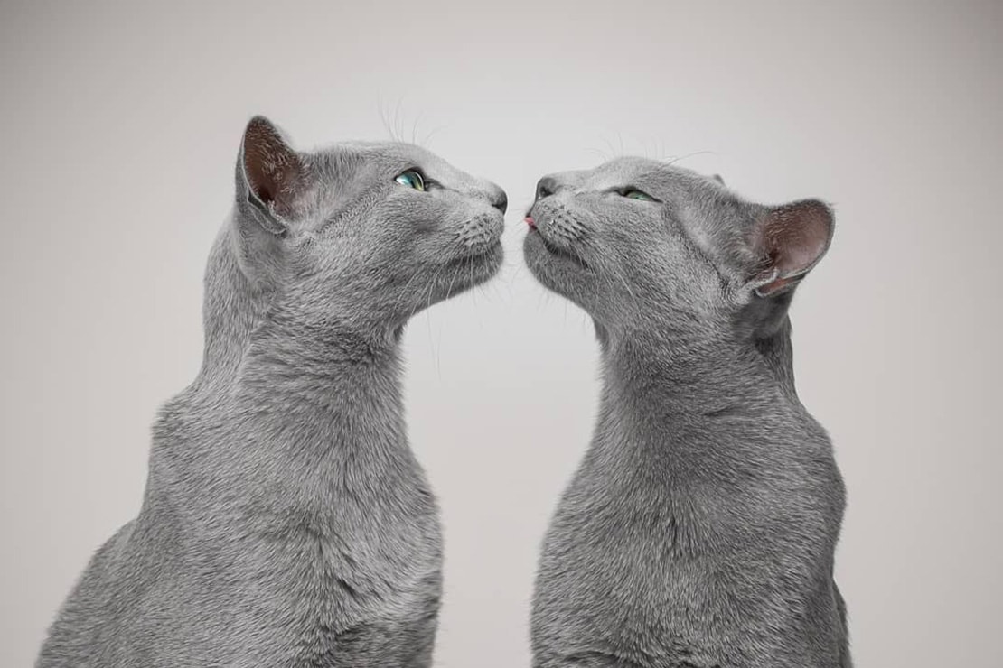 Окрасы русской голубой кошки.-2