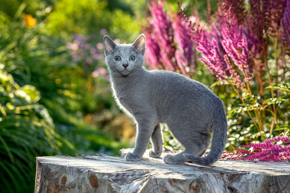 Котята русской голубой кошки.