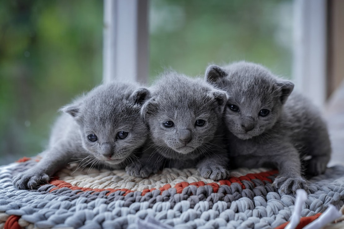 Фото котят-1 Фото котят-1