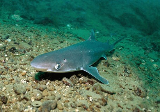 Черноморский катран