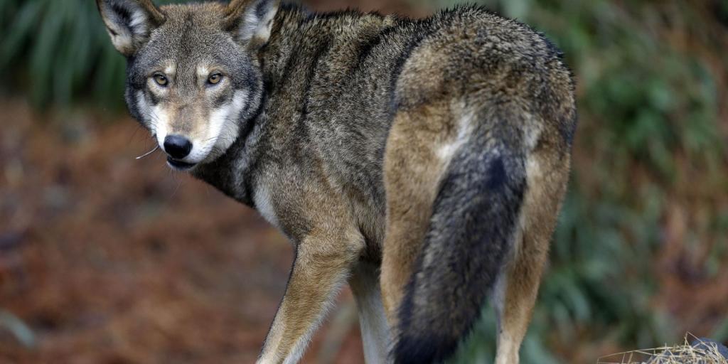 поведение в природе