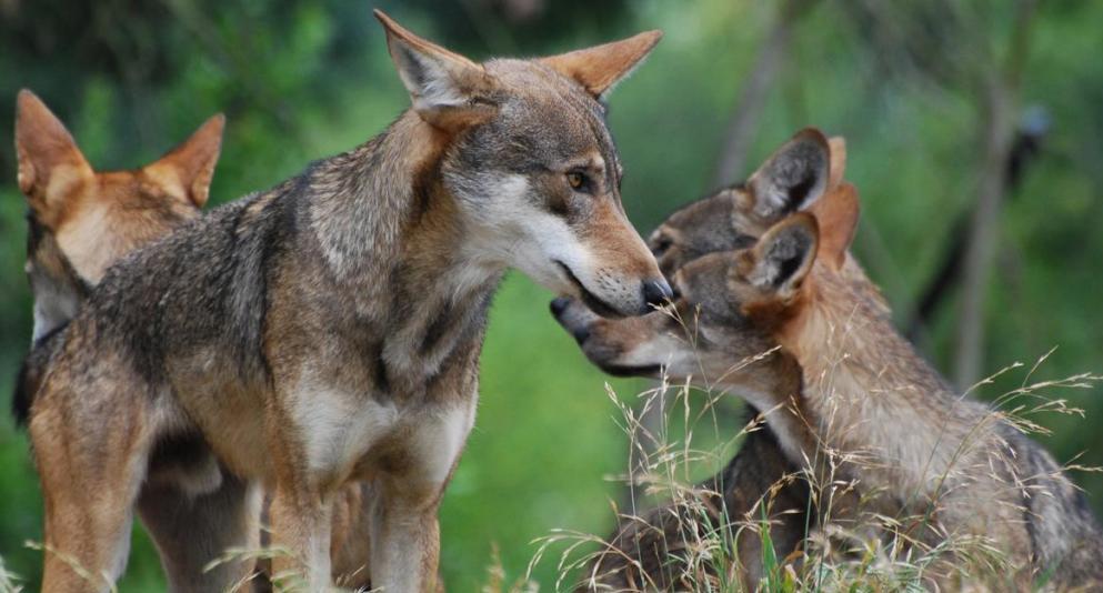 горный волк в дикой природе